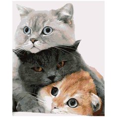 Картина по номерам Пушистые котята, 60 х 80 см Красиво Красим