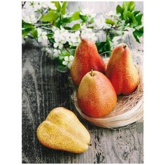 Картины и постеры Woozzee Груши на деревянном столе PKI-709-283817