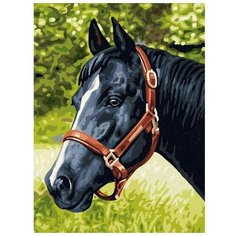 Цветной Картина по номерам "Вороной" 30х40 см (EX5079)