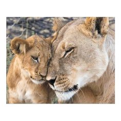 Алмазная мозаика Любовь львицы, картина стразами Цветной 40x50 см.