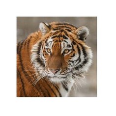 Картина по номерам Тигр, 30x30 см. Molly