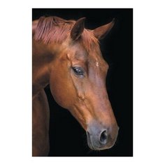 Алмазная мозаика Лошадь в тишине, картина стразами Цветной 40x50 см.