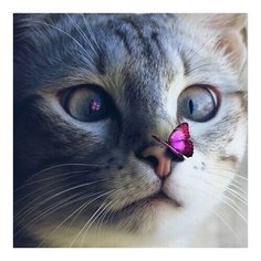Алмазная мозаика Кот с бабочкой, картина стразами Molly 30x30 см.