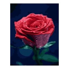 Картина по номерам Красота розы, 40x50 см. PaintBoy