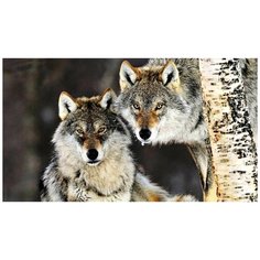 Алмазная мозаика Пара волков, картина стразами Империя бисера 40x50 см.