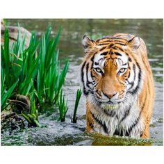 Алмазная мозаика Тигр (На подрамнике), картина стразами Цветной 40x50 см.