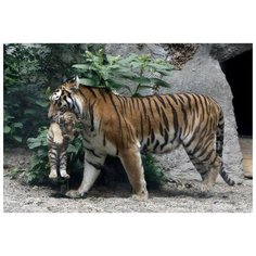 Картина по номерам Материнская забота, 40x50 см. PaintBoy