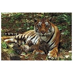 Картина по номерам Тигрица с малышами, 40x50 см. PaintBoy