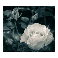 Картина по номерам Белая роза, 30x30 см. Molly