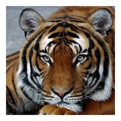 Алмазная мозаика Задумчивый тигр, картина стразами Molly 30x30 см.