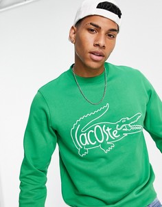 Зеленый свитшот с логотипом внутри фирменной эмблемы в виде крокодила Lacoste-Зеленый цвет