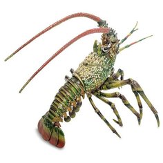 Шкатулка Лобстер большой JB- 54 113-601504 Nobility