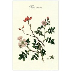 Постер Даринчи А4 №10