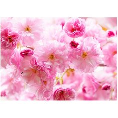 Фотообои PosterMarket WM-12 (Весенняя сакура в цвету) 254x184 Ш*В