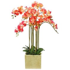 Орхидея фаленопсис 7 веток в керамическом кашпо, цвет: ярко-розовый Gerard de ros