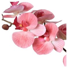 Орхидея Фаленопсис 7 веток в керамическом кашпо полусфера , цвет: темно-розовый Gerard de ros