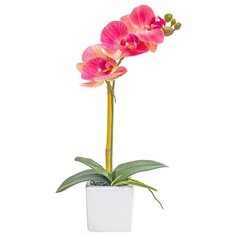 Орхидея фаленопсис 1 ветка в керамическом кашпо Куб, цвет: темно-розовый Gerard de ros