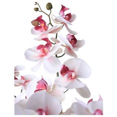 Орхидея Фаленопсис 7 веток в керамическом кашпо полусфера , цвет: розовая фуксия Gerard de ros