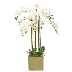 Орхидея фаленопсис 7 веток в керамическом кашпо Куб , цвет: белый Gerard de ros