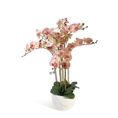 Орхидея Фаленопсис 7 веток в керамическом кашпо полусфера , цвет: ярко-розовый Gerard de ros