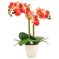 Орхидея Фаленопсис 2 ветки в керамическом белом кашпо , цвет: темно-розовый Gerard de ros