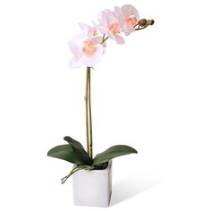 Орхидея фаленопсис 1 ветка в керамическом кашпо Куб , цвет: бледно-розовый Gerard de ros