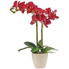 Орхидея Фаленопсис 2 ветки в керамическом белом кашпо , цвет: темно-фиолетовый Gerard de ros