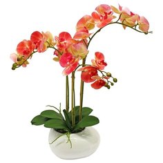 Орхидея фаленопис 3 ветки в керамическом кашпо Камень белое , цвет: темно-розовый Gerard de ros