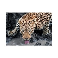 Алмазная мозаика "Леопард на водопаде" Рыжий кот