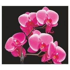 Фотообои Симфония К-006 "Экзотика", размер 2100*2000мм