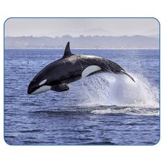 Коврик для мыши VS (касатка)