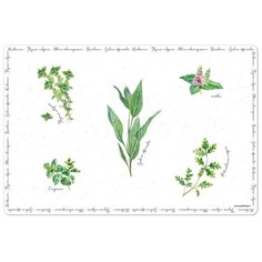 Салфетка под горячее Easy Life Herbarium без инд.упаковки, пластик, 45х30 см (EL-R0550_HERU)