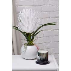 Ароматическая свеча Arya 10oz French Riviera