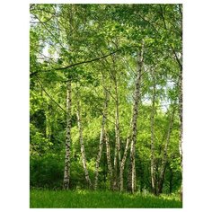 Фотообои бумажные Симфония Березовая роща В-023 Bellissimo 1.4х2м зеленый