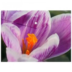 Attache Папка-конверт на кнопке Selection Crocus A4, 330x240 мм, пластик 180 мкм, 6 штук фиолетовый