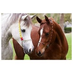 Алмазная мозаика "Две лошади" Рыжий кот
