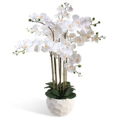 Орхидея Фаленопсис 7 веток в керамическом кашпо полусфера , цвет: белый Gerard de ros