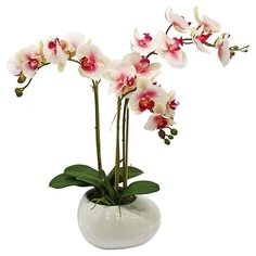 Орхидея фаленопис 3 ветки в керамическом кашпо Камень белое цвет: розовая фуксия Gerard de ros