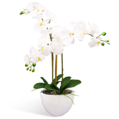 Орхидея Фаленопсис 3 ветки в кашпо Piano, цвет: белый Gerard de ros