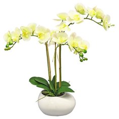 Орхидея фаленопис 3 ветки в керамическом кашпо Камень белое, цвет: желто-зеленый светлый Gerard de ros