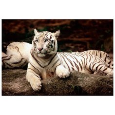 Пазл Trefl Бенгальские тигры (26075), 1500 дет.