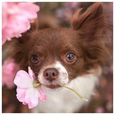 Алмазная мозаика "Маленькая собачка в цветах" Рыжий кот