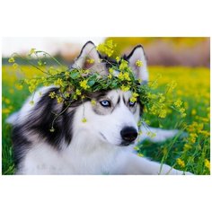 Алмазная мозаика Хаски в цветах 20х32 см, 23 цв., полн. заполнение, c подр. Рыжий кот