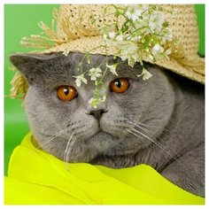 Алмазная мозаика "Британский кот в шляпе", блестящая, 22х32 см (с подрамником, с полным заполнением)