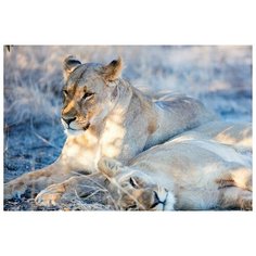 Фрея Пазл Львиная нежность (PZL-2000/04)