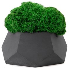 Кашпо бетонное со мхом (альфа-антрацит мох зеленый) Oktaur