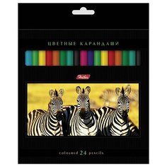 Карандаши цветные "Дикий мир", 24 цвета Hatber
