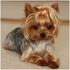 Алмазная мозаика Molly 30х30 см Щенок Йорка