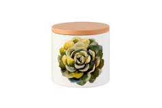 Ёмкость для бисквитов Cactus Nuova cer