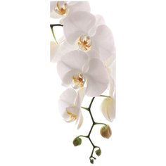 Фотообои (Панно) COLOR "Орхидея", K-010, 100х300 см